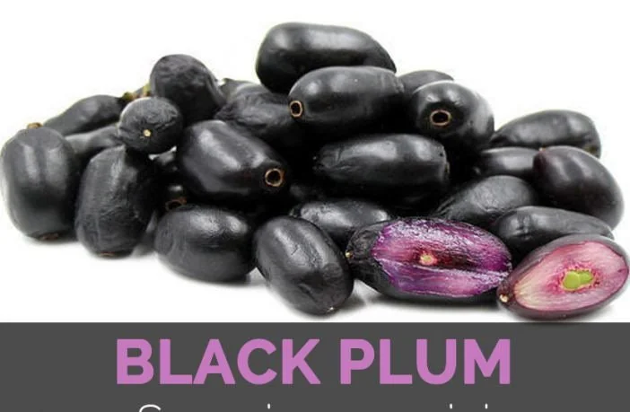 Java Plum Live Tree Plant – Black Jamun Malabar Plum – 12 inch Tall - Image 2