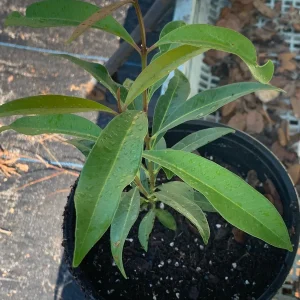 Java Plum Live Tree Plant – Black Jamun Malabar Plum – 12 inch Tall - Image 3