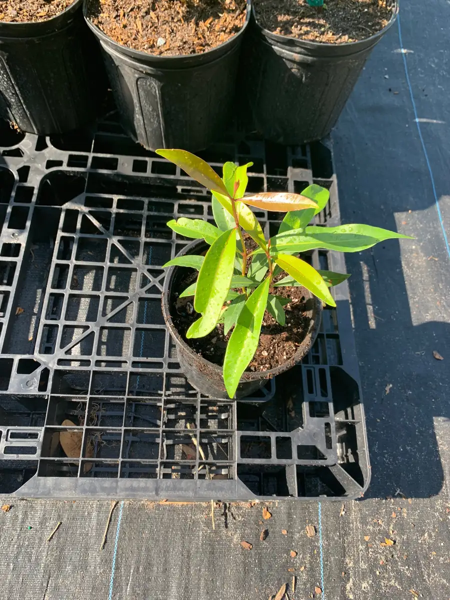 Java Plum Live Tree Plant – Black Jamun Malabar Plum – 12 inch Tall - Image 4