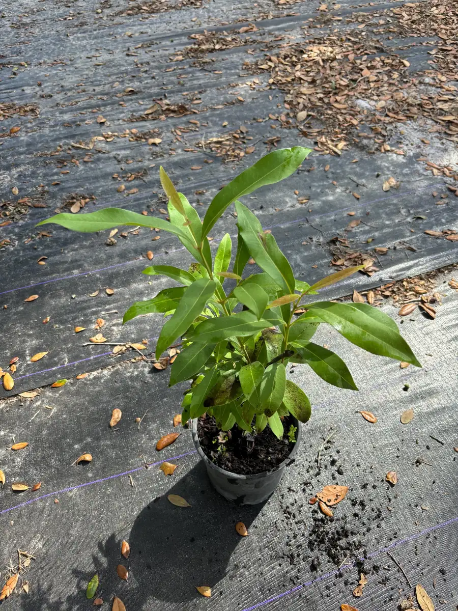 Java Plum Live Tree Plant – Black Jamun Malabar Plum – 12 inch Tall - Image 5