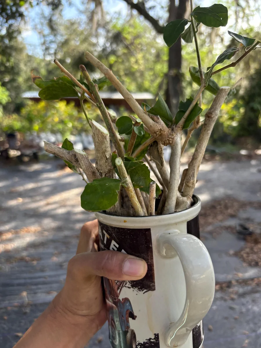 Java Plum Live Tree Plant – Black Jamun Malabar Plum – 12 inch Tall - Image 6