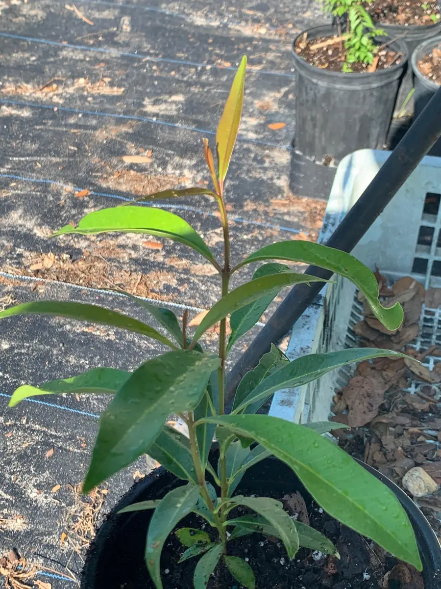 Java Plum Live Tree Plant – Black Jamun Malabar Plum – 12 inch Tall - Image 1