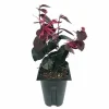 Jazz Hands BOLD Chinese Fringe Flower Live Plant 4" Pot Outdoor Bush - Image 1