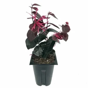 Jazz Hands BOLD Chinese Fringe Flower Live Plant 4