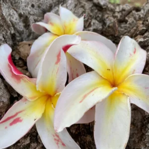 Jean Moragne Plumeria Unrooted Cutting 10-12 inch - Fragrant Tropical Hawaiian Plant - Image 2