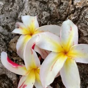 Jean Moragne Plumeria Unrooted Cutting 10-12 inch - Fragrant Tropical Hawaiian Plant - Image 3