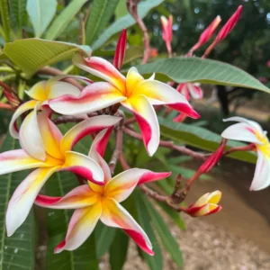 Jean Moragne Plumeria Unrooted Cutting 10-12 inch - Fragrant Tropical Plant - Image 5