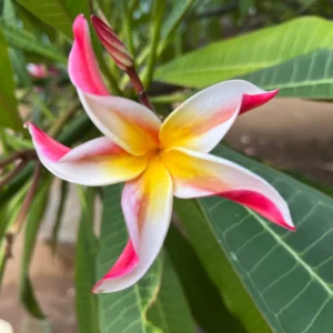 Jean Moragne Plumeria Unrooted Cutting 10-12 inch - Fragrant Tropical Hawaiian Plant - Image 6