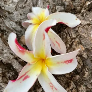 Jean Moragne Plumeria Unrooted Cutting 10-12 inch - Fragrant Tropical Plant - Image 1