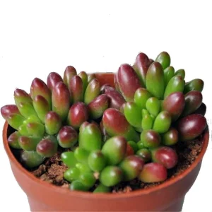 Jelly Bean Succulent Live Plant - Sedum rubrotinctum - 2.5