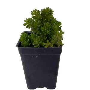 Jelly Bean Succulent Live Plant - Sedum rubrotinctum - 2.5