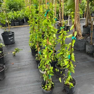 Jelly Vine Live Plant - 3 Gallon, 3 Feet Tall - Edible Fruit Vine - Image 3