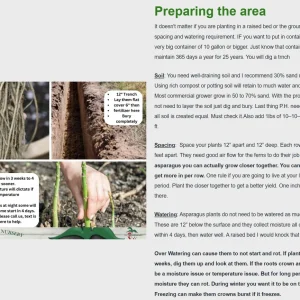 Jersey Giant Asparagus Crowns - 5 Bare Root Plants, 2-Year Old, Fall Planting Vegetable - Image 3