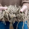 Jersey Giant Asparagus Roots - 10 Crowns, 2-Year Old, Fall Planting Vegetable - Image 1