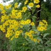 Jerusalem Artichoke Live Plant Helianthus tuberosus Sunchoke Perennial - Image 1