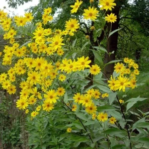 Jerusalem Artichoke Live Plant Helianthus tuberosus Sunchoke Perennial - Image 3