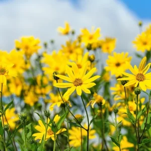 Jerusalem Artichoke Sunchoke Seeds - 20 Count Helianthus Tuberosus Yellow Flower Perennial - Image 2