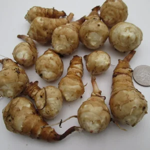 Jerusalem Artichoke Tubers for Planting - 10 Count - Helianthus tuberosus - Image 1