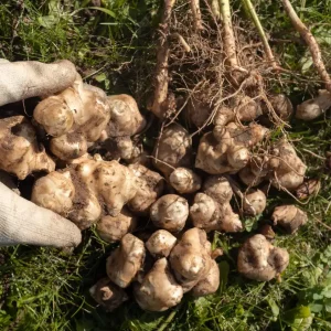 Jerusalem Artichoke Tubers for Planting - 10 Count - Helianthus tuberosus - Image 4