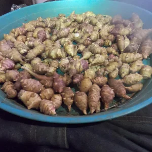 Jerusalem Artichoke Tubers Grab Bag – Assorted Sunchokes for Planting - Image 3