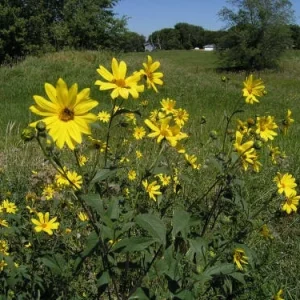 Jerusalem Artichoke Tubers Grab Bag – Assorted Sunchokes for Planting - Image 4