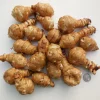 Jerusalem Artichoke Tubers - Sunchokes (Helianthus tuberosus) - 2+ Lbs - Image 1