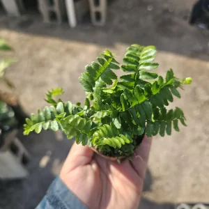 Jester's Crown Fern Live Plant - Nephrolepis exaltata - 2in or 4in Pot - Indoor - Image 3