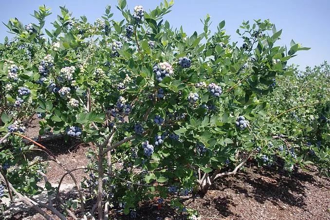 Jewel Blueberry Starter Plug - Vaccinium corymbosum - Southern Highbush - Image 4