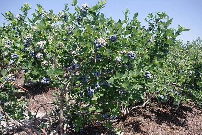 Jewel Blueberry Starter Plug - Vaccinium corymbosum - Southern Highbush - Image 8