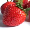 Jewel Strawberry Plants - 50 Bare Root June Bearing Live Plants - Large, Sweet Berries - Image 1
