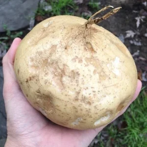 Jicama Seeds - Non-GMO Open-Pollinated Pachyrhizus Erosus for Garden - Image 3