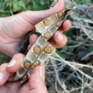 Jicama Seeds - Non-GMO Open-Pollinated Pachyrhizus Erosus for Garden - Image 4
