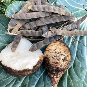 Jicama Seeds - Non-GMO Open-Pollinated Pachyrhizus Erosus for Garden - Image 5