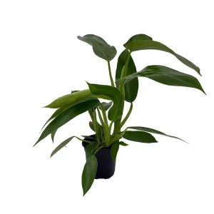 Jose Buono Philodendron Live Plant – 4 inch Pot – Collector's Series Indoor Plant - Image 2