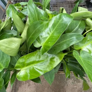 Jose Buono Philodendron Live Plant – 4 inch Pot – Collector's Series Indoor Plant - Image 4