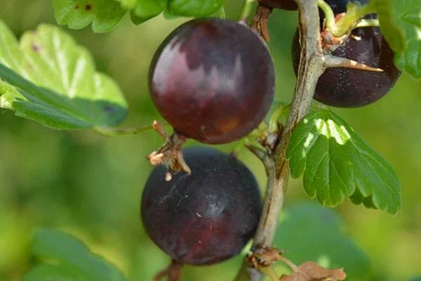 Jostaberry Orus 8 Live Plant - Gooseberry Black Currant Bush 12+ Inches Tall - Image 3