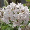 Juddi Viburnum Live Plant - 6-12 inch Tall Fragrant Deciduous Shrub - 3 inch Pot - Image 1