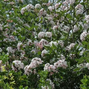 Juddi Viburnum Live Plant - 6-12 inch Tall Fragrant Deciduous Shrub - 3 inch Pot - Image 2