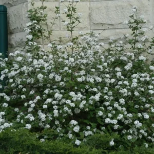 Juddi Viburnum Live Plant - 6-12 inch Tall Fragrant Deciduous Shrub - 3 inch Pot - Image 3