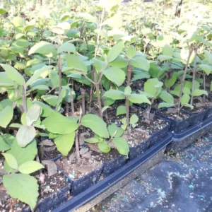 Juddi Viburnum Live Plant - 6-12 inch Tall Fragrant Deciduous Shrub - 3 inch Pot - Image 4