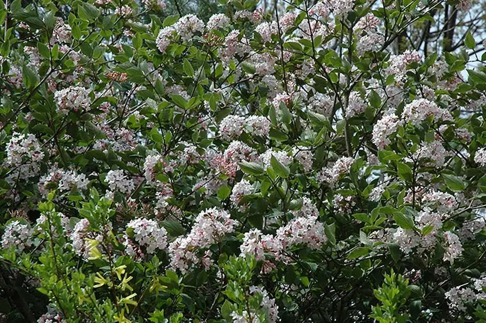 Juddi Viburnum Live Plant - 6-12" Tall, 3" Pot - Fragrant Deciduous Shrub - Image 2