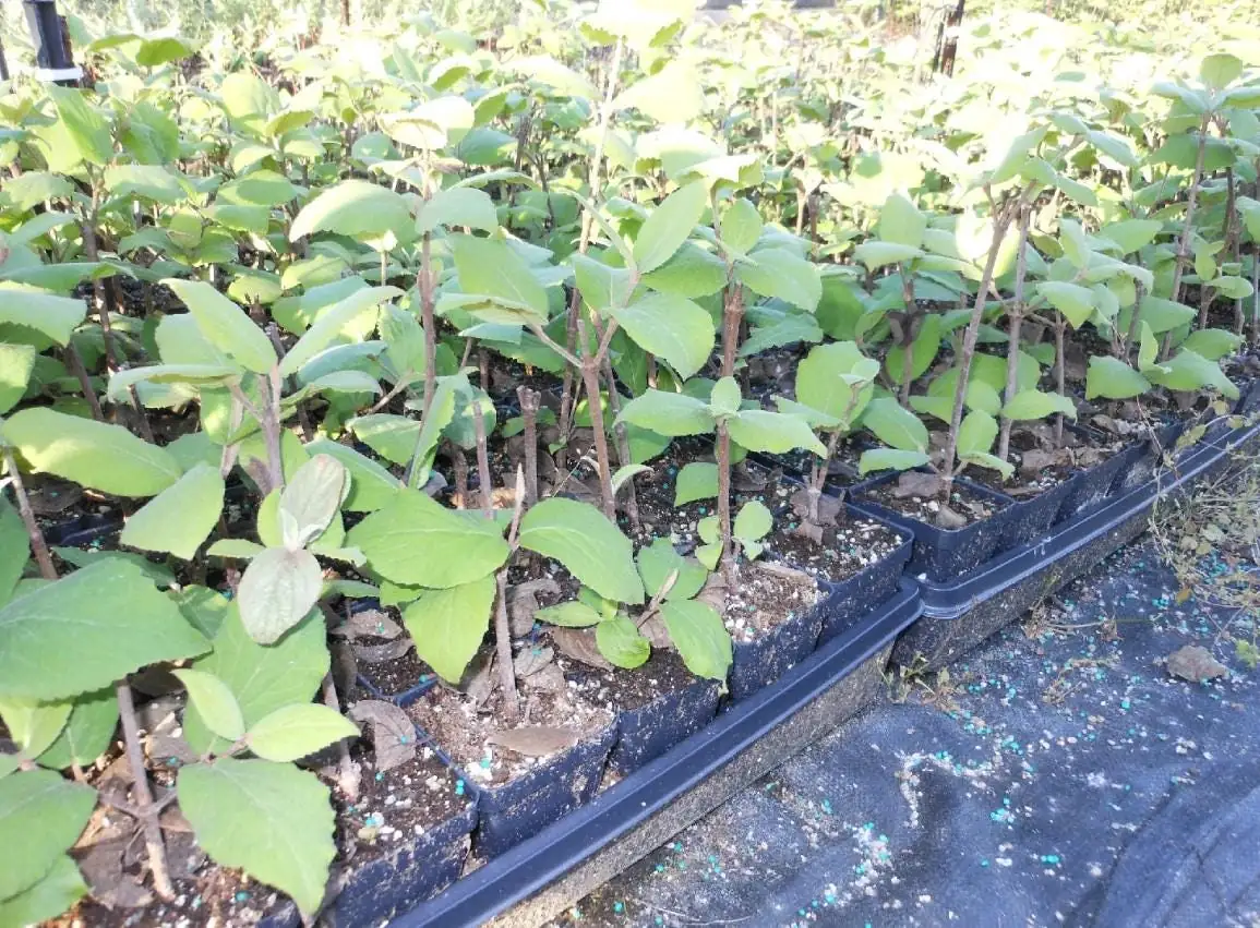 Juddi Viburnum Live Plant - 6-12" Tall, 3" Pot - Fragrant Deciduous Shrub - Image 4