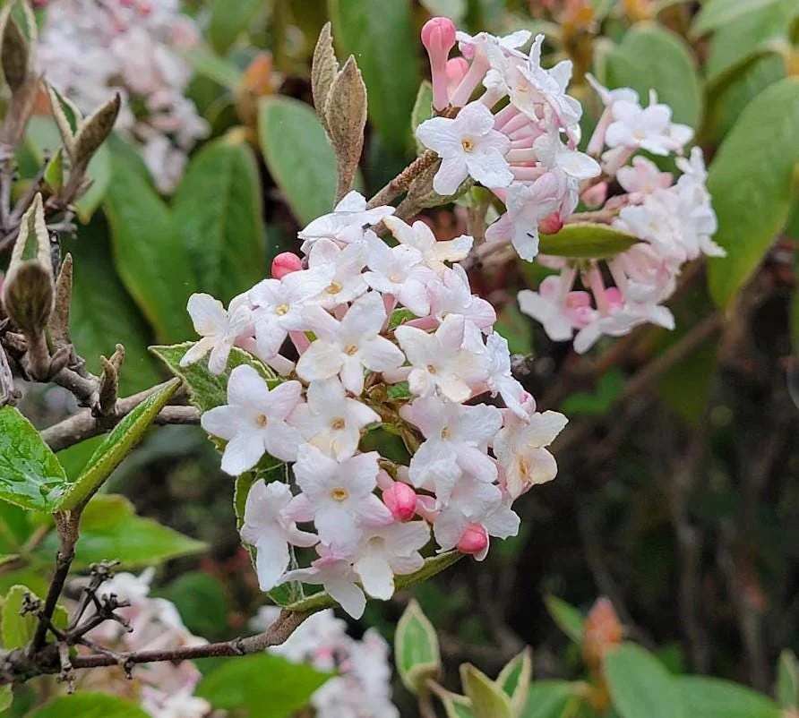 Juddi Viburnum Live Plant - 6-12" Tall, 3" Pot - Fragrant Deciduous Shrub - Image 1