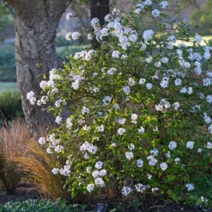 Juddii Viburnum Live Plant – 6-12