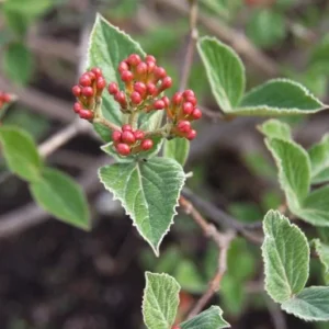 Juddii Viburnum Live Plant – 6-12