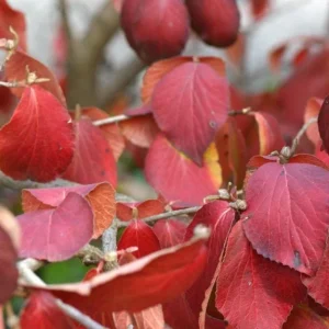 Juddii Viburnum Live Plant – 6-12