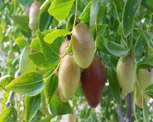 Jujube GA866 Grafted Tree - Live Plant - 4 to 5 Feet Tall - 3 Gallon Pot - Image 1
