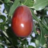 Jujube Lang Tree - 4 Ft Tall Grafted Fruit Live Plant in 3 Gallon Pot - Image 1