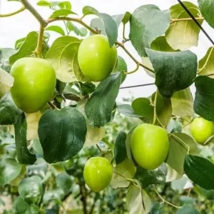 Jujube Tree Live Plant - Chinese Date Tree (Ziziphus jujuba) - Drought Tolerant Fruit Tree - Image 2