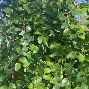 Jujube Tree Live Plant - Chinese Date Tree (Ziziphus jujuba) - Drought Tolerant Fruit Tree - Image 6